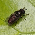 Pipizella viduata, hoverfly, male, Alan Prowse